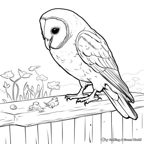 Barn Owl Coloring Pages Free Printable