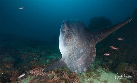 GERALD RIVIERE | PHOTOGRAPHE SOUS MARIN | Poisson Lune, Méditerranée ...