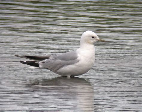 Cambridgeshire Bird Club Gallery Common Gull