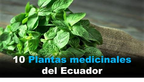 10 Plantas Medicinales Del Ecuador Frente Ecuador