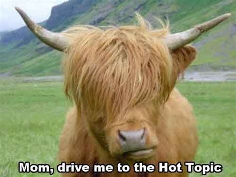 Top 36 Most Funniest Cow Quotes Có Hình ảnh