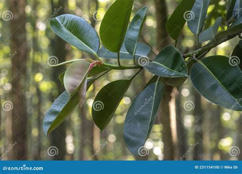 Rubber tree leaves stock photo. Image of leaves, wilderness - 231154100