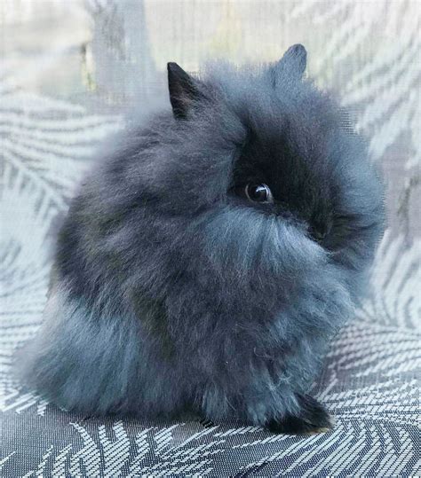 Lionhead Rabbit Breeders United Kingdom