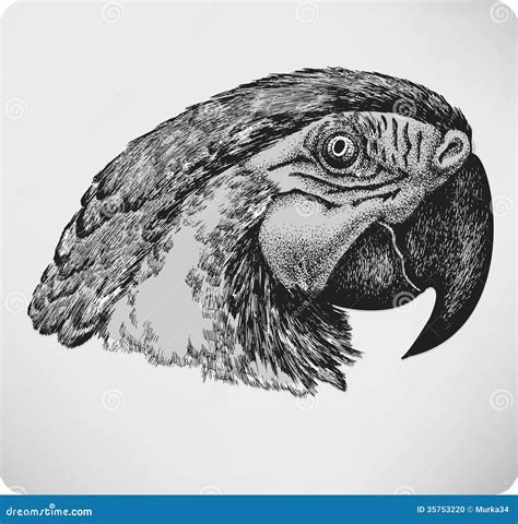 Bird Parrot Hand Drawing Vector Illustration Stock Vector