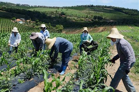 Qual A Diferen A Do Trabalho Na Cidade E O Trabalho No Campo Me