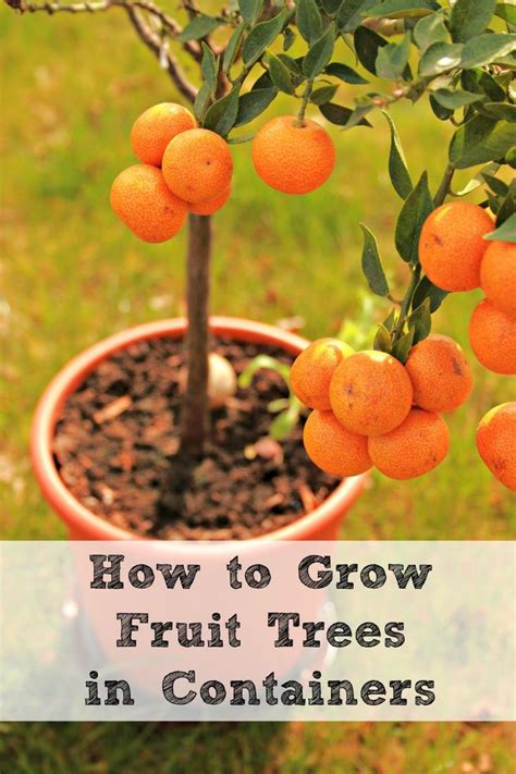 How To Grow Fruit Trees In Containers Artofit