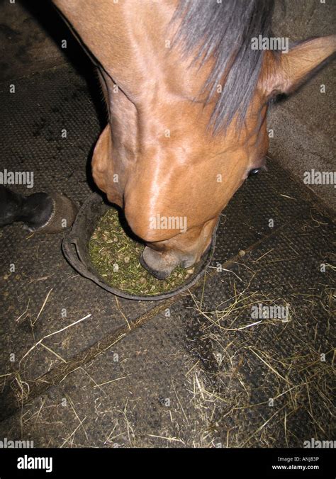 Horse feed bucket hi-res stock photography and images - Alamy