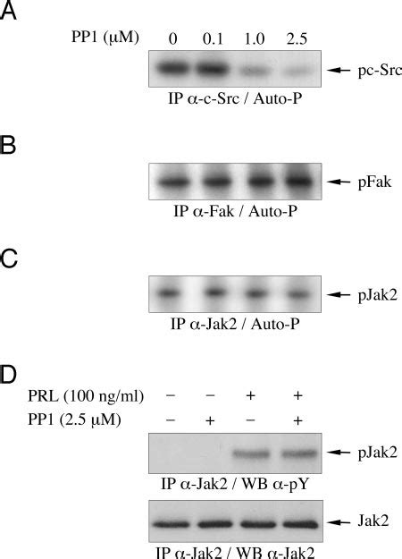 Effect Of Src Inhibitor Pp1 On Prl Induced Activation Of C Src Fak