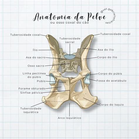 Anatomia da pelve ou osso coxal do cão Resumos Med Vet in 2024