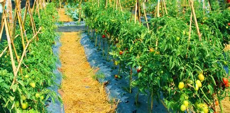 Tomato organic farming vegetable farm. Concept of growing organic ...