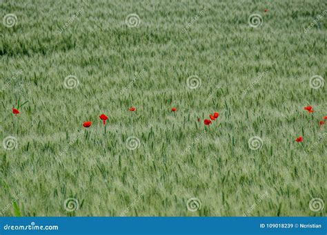 Flores Selvagens Vermelhas Da Papoila De Milho Dos Rhoeas Do Papaver