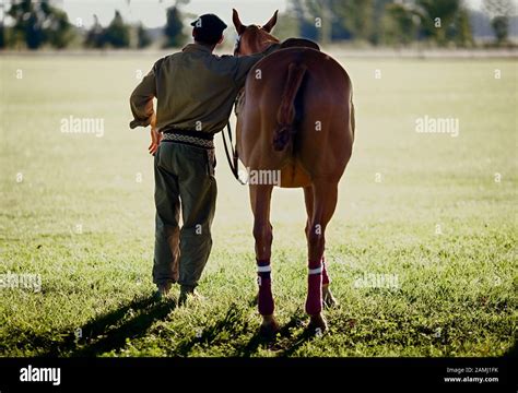 Rear view of a man standing with a horse Stock Photo - Alamy