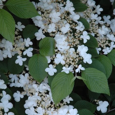 Maries Doublefile Viburnum Indy Plants