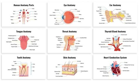 Concept Map Of Organ System