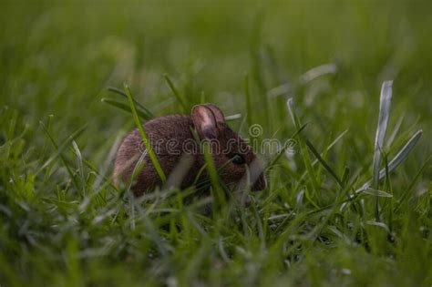 Cute Ural Field Mouse In The Forest Looking For Food Stock Photo