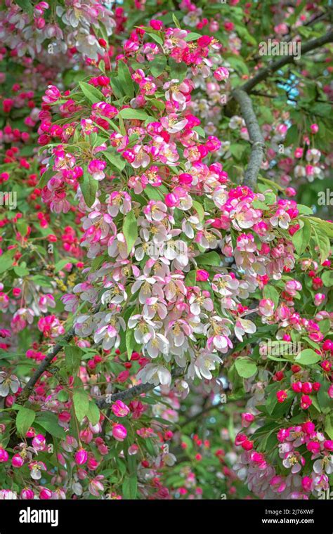 Japanese Flowering Crabapple Malus Floribunda In Bloom Stock Photo Alamy