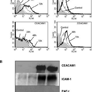 Adhesion Of NTHi And S Pneumoniae To Respiratory Epithelial Cells Is