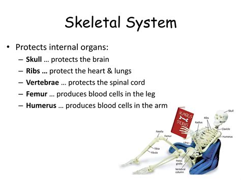 Human Body Systems Ppt