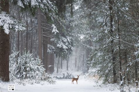 Deer in the Winter Forest - Fabrizio Micciche | Fine Art Nature Photography