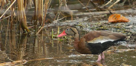 Black-bellied Whistling Duck