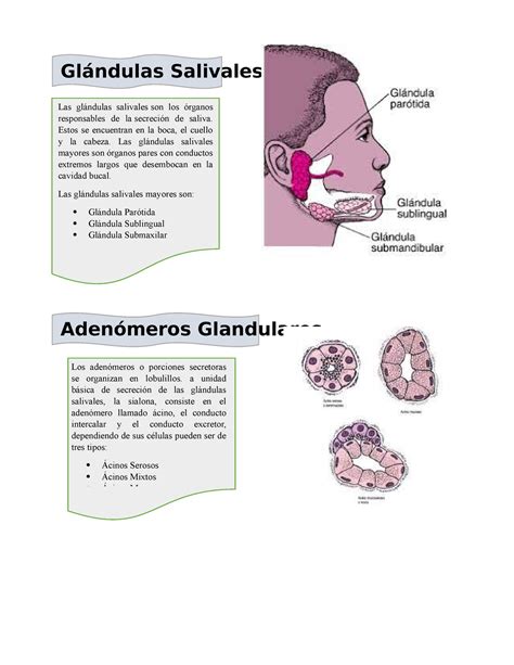 Glandula Submaxilar Julian Vega Practica Enfermeria Otosection