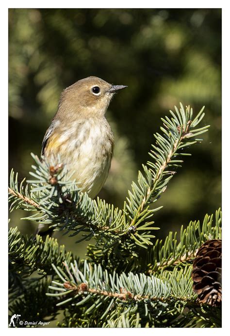 Paruline Croupion Jaune Yellow Rumped Warbler Merci Po Flickr