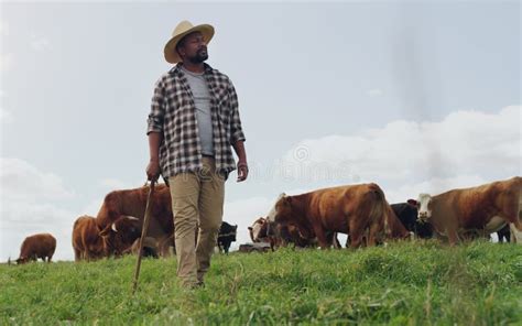I Could Stay Here All Day Until The Cows Come Home A Mature Man