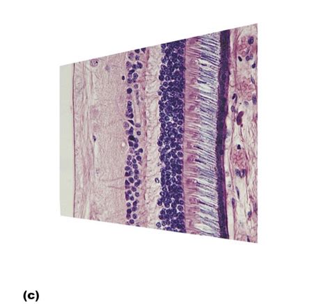 Solved Lab Practical Label The Following Images With The Chegg