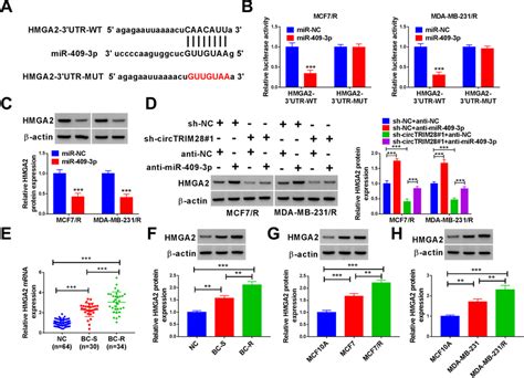 Mir P Targeted Hmga In Bc Cells A The Targeted Site Between