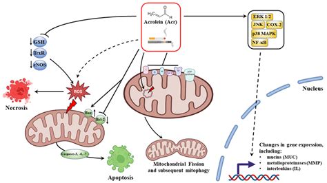 Molecular Mechanisms Of The Cytotoxic Effect Of Acrolein Acr In