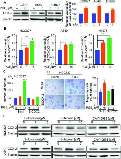 Pge Upregulates Cox Expression And Downregulation Of Cox