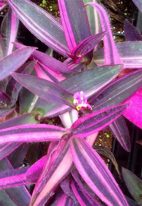 tradescantia pallida variegata — Florist's Plantica