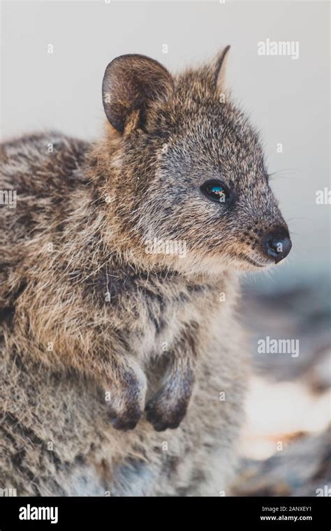 Quokkas In Rottnest Island The Tiny Cute Animal Is A Marsupial Native