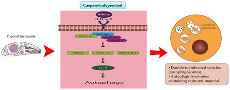 Pathogens Free Full Text Overview Of Apoptosis Autophagy And