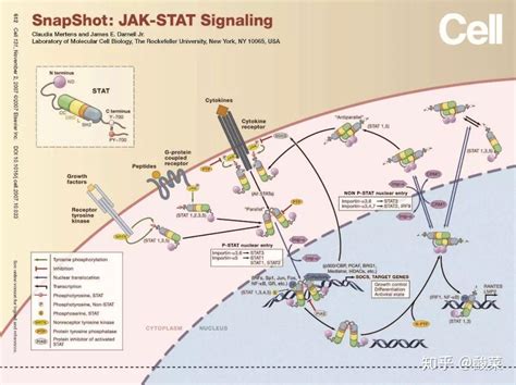 经典信号通路总结——jak Stat信号通路 知乎