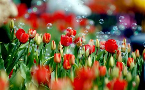 Spring Bubbles Wallpapers - Wallpaper Cave