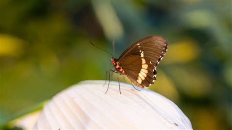 Black Yellow Lines Butterfly White Leaf Macro Green Blur Background Hd