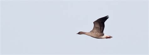 Michigan Bird Records Committee Sharing Notable Sightings With Michigan