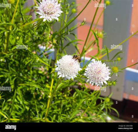 Pigeon Scabious Scabiosa Columbaria Hi Res Stock Photography And Images