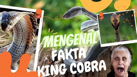 Mengenal Fakta King Cobra Fakta Education Youtube