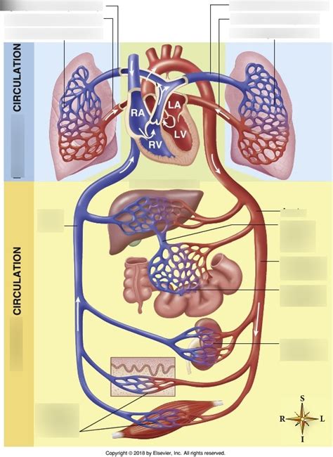 General Systemic Circulation Diagram Diagram | Quizlet