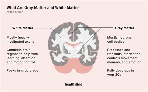 Gray Matter Vs White Matter In 2024