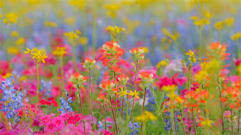 Wild About Wildflowers - ALC