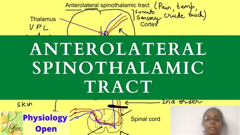 Anterolateral Pathway Physiology Ascending Tracts Of Spinal Cord