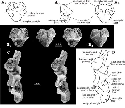 Figure 2 From Cranial And Mandibular Osteology Of The Early Triassic