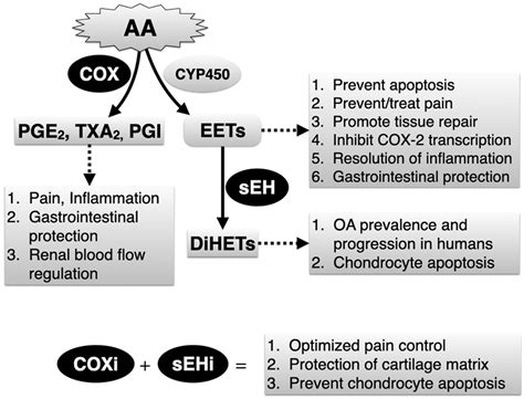 Simplified Depiction Of Arachidonic Acid Aa Metabolism Via The