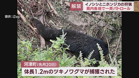 絶滅したはずの伊豆半島でも静岡県内でクマの目撃情報相次ぐ 富士市では住宅地近くで Look 静岡朝日テレビ