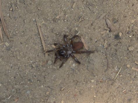 a species of folding trapdoor spider (Antrodiaetus sp.) - BugGuide.Net