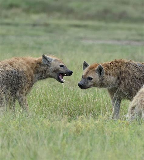 9 Days Serengeti Wildebeest Calving Season Photography Safari - Bovid ...