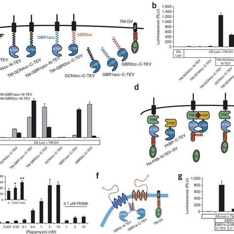 PDF Monitoring Regulated Protein Protein Interactions Using Split TEV